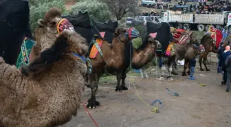 Son dakika haberi... Turgutlu'da '7. Geleneksel Deve Güreşi' yapıldı