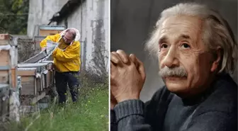 Einstein, 'Arılar yok olursa insanlığın 4 yıl ömrü kalmıştır' demişti! İstanbul'dan ürküten haber