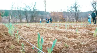 Kastamonu Üniversitesi öğrencileri ders kapsamında boş araziye lavanta dikti