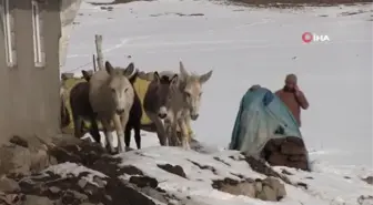 Şırnak'ta eksi 22 derecede kaderine terk edilmiş hayvanlar kurtarıldı