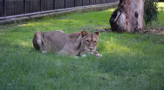 Tarsus Doğa Parkı'na iki dişi aslan getirildi