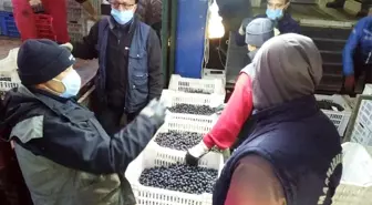 Erdek'te zeytin hasadında sona gelindi