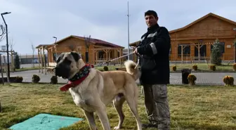 Kangal çiftliğinin gözdesi 'Cesur'un yavruları için sıraya girdiler