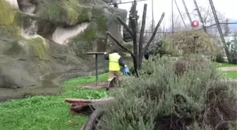Dünyada nesli tükeniyor....Bursa'da nüfusu artıyor