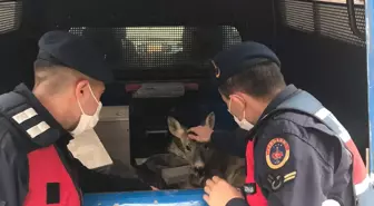 Son dakika haberi... Giresun'da yol kenarındaki yaralı karacaya jandarma sahip çıktı