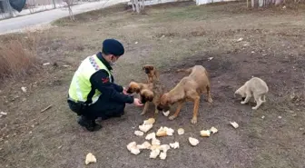 Ormana bırakılan sokak köpeklerine jandarma sahip çıktı