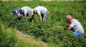 Aydınlı üreticilere müjde, destek ödemeleri başladı