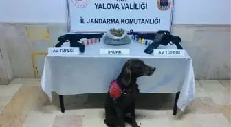 Evdeki uyuşturucuyu narkotik köpeği 'Venüs' buldu