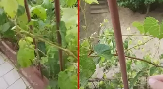 Evinin balkonunda bulunan asmadaki detayı fark eden adamın nutku tutuldu: Bir bitki bunu nasıl fark edebilir?
