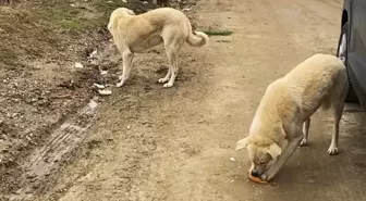 Gelibolu'da hayvanseverlerden kışın soğuk günlerinde sokak hayvanlarına destek