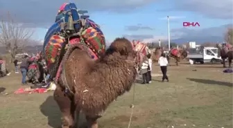 PEHLİVAN DEVELER KÖYÜN İHTİYAÇLARI İÇİN GÜREŞTİ