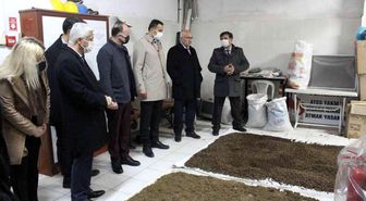 Ağaç yapraklarından pelet üretiliyor