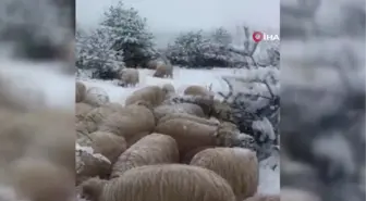 Karda yayılan koyunlar ilginç görüntüler oluşturdu