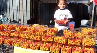 Dağ çileğine büyük ilgi