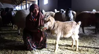 Gümüşhaneli kadınlar bileziklerini bozdurup hayvancılığa yatırım yaptı