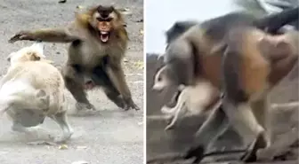 İntikam için 250 köpeği öldüren maymunlar kafese kapatıldı