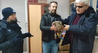 Konya'da yol kenarında yaralı bulunan kartal tedavisini ardından doğaya bırakıldı