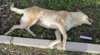 Son Dakika | Otomobilin çarptığı köpek öldü, sürücü yaralandı