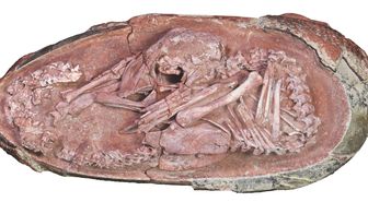 Çin'de 66 milyon yıl öncesine ait dinozor embriyosu bulundu