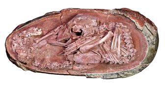 Çin'de 'mükemmel bir şekilde korunmuş' bir dinozor embriyosu bulundu