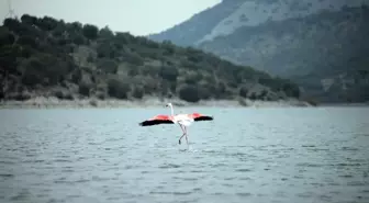 Yağmurlar, kuraklığın etkilediği Bafa Gölü'ne yaradı