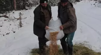 Beypazarı'nda yaban hayvanları için doğaya yem bırakıldı