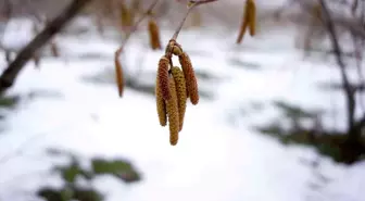 Ferrero Fındık'tan Aralık ayında tarımsal uygulama önerileri