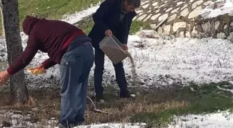 Merzifon'da yaban hayatına yem desteği