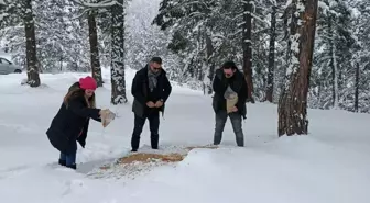 Mesudiye'de hayvanlar için doğaya yem bırakıldı