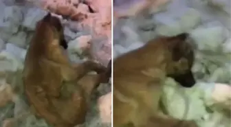 Akdeniz'in Sibiryası olarak biliniyor! Kahramanmaraş'ta sokak köpeği donarak öldü