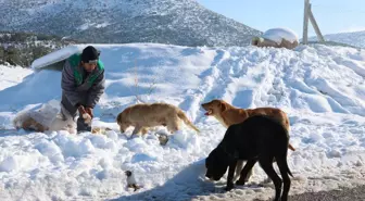 Beyşehir'de can dostlara besin desteği