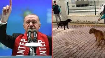 Cumhurbaşkanı Erdoğan, pitbull saldırısına uğrayan Asiye üzerinden köpek sahiplerine sert çıktı: Beyaz Türkler, sahip çıkın hayvanlarınıza