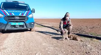 Jandarmadan soğukta kalan sokak hayvanlarına mama desteği