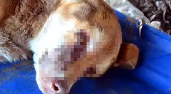 Zonguldak'ta gözleri oyulmuş sokak köpeği bulundu