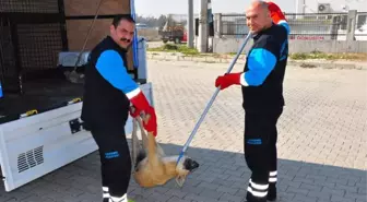 Son Dakika: Çevre Bakanlığı, 81 ilin valilik ve belediyelerine sahipsiz hayvanlarla ilgili genelge gönderdi
