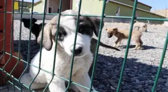 HAYTAP Başkanı Ahmet Kemal Şenpolat: Erdoğan'dan randevu talep ettik ama olumlu yanıt alamadık