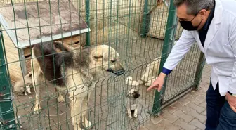 Yaralı köpek tedavi edildi