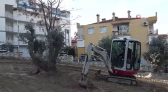 Kuşadası Belediyesi yarım asırlık zeytin ağaçlarını kesilmekten kurtardı