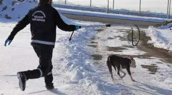 Ekiplerin pitbull ile imtihanı! Baktılar olmuyor, sakinleştirici iğne hemen devreye girdi