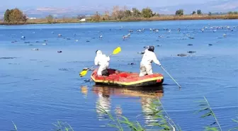 İsrail'de kuş gribi nedeniyle 5 binden fazla turna öldü