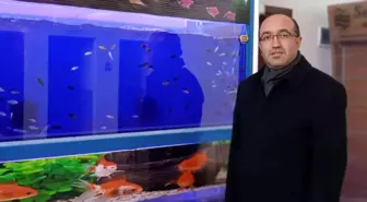 Tropikal iklim balıkları jeotermal kaynak su ile yetiştirilecek