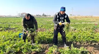 Üreticiden 2,50 TL'ye çıkan kereviz markette 8,50 TL'ye satılıyor