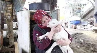 Aydın Büyükşehir Belediyesi'nin koyun hibe desteği ile sürüler büyüyor