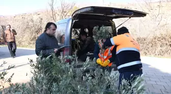 Konya'da zeytin üretimi için pilot uygulama başladı