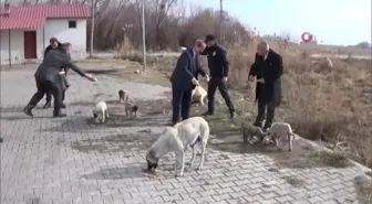 Adilcevaz'da sokak hayvanları için ekmek ve sakatat bırakıldı