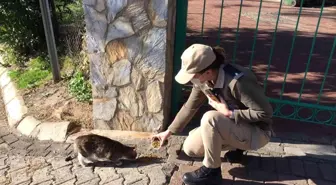 HAYDİ ekipleri sokak hayvanlarını unutmadı