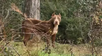 Ormanlar yasaklı ırk köpekler ile doluyor