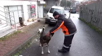 Sultangazi'de temizlik işçisi ile köpeğin dostluğu yürek ısıttı