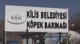 Tehlikeli cins 11 köpek barınakta korunuyor