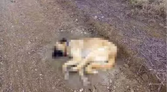 Çorum'da 2 köpek tüfekle vurularak öldürüldü